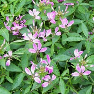 Proven Winners Cleome