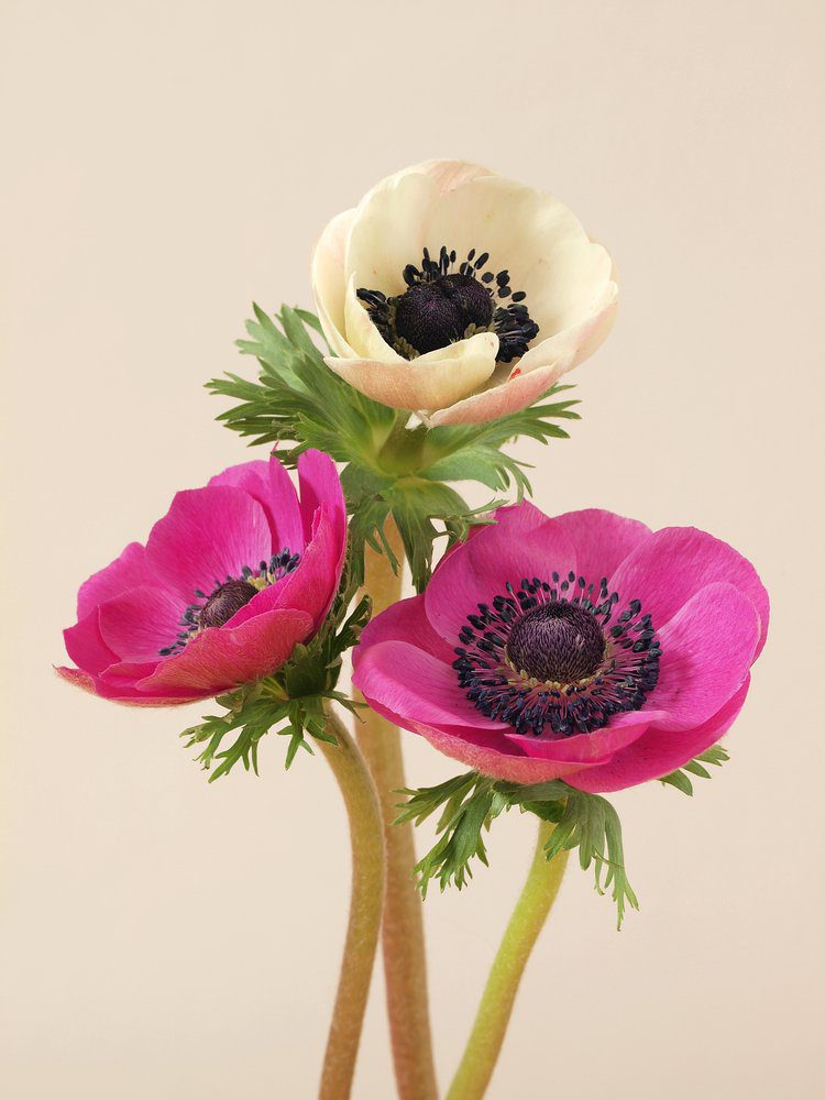 The origins and meaning of Anemone