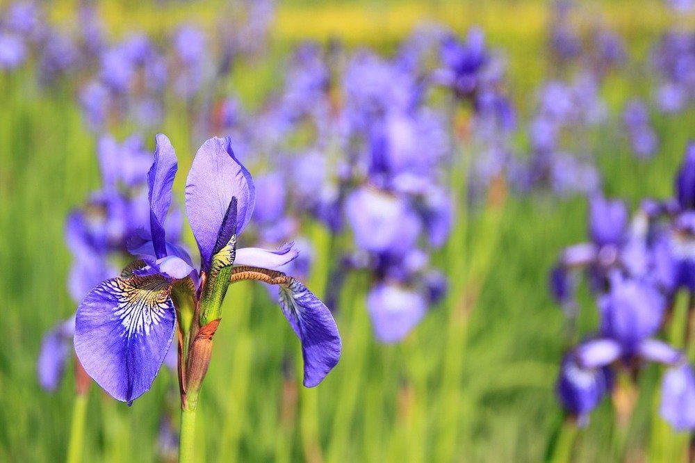 Field of Iris flowers