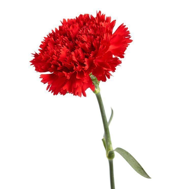 Dark red carnation