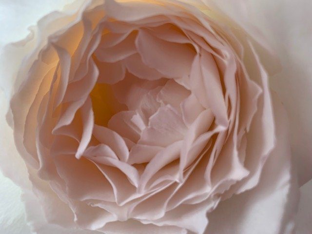 The fragrant garden rose