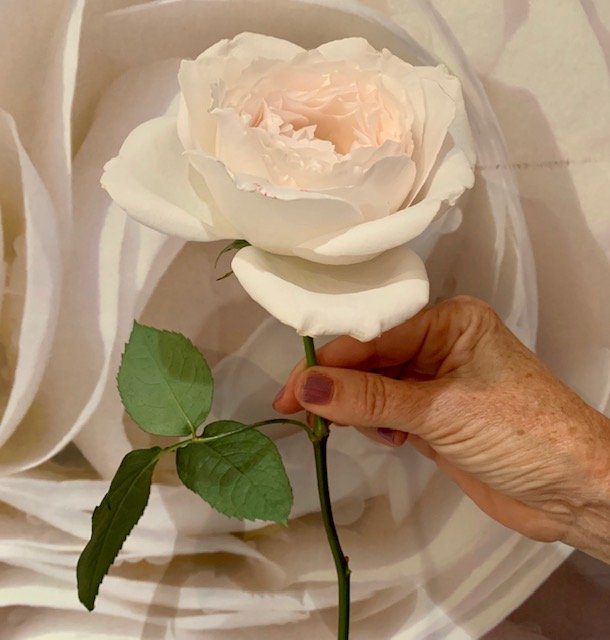 The most fragrant rose garden rose