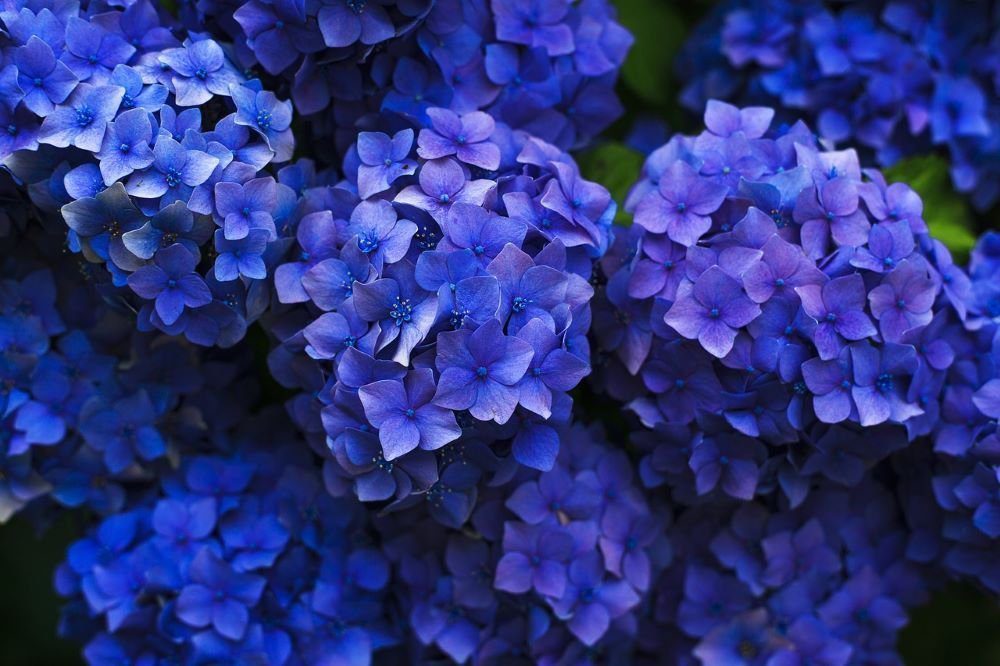 Hydrangea Flowers and their meaning