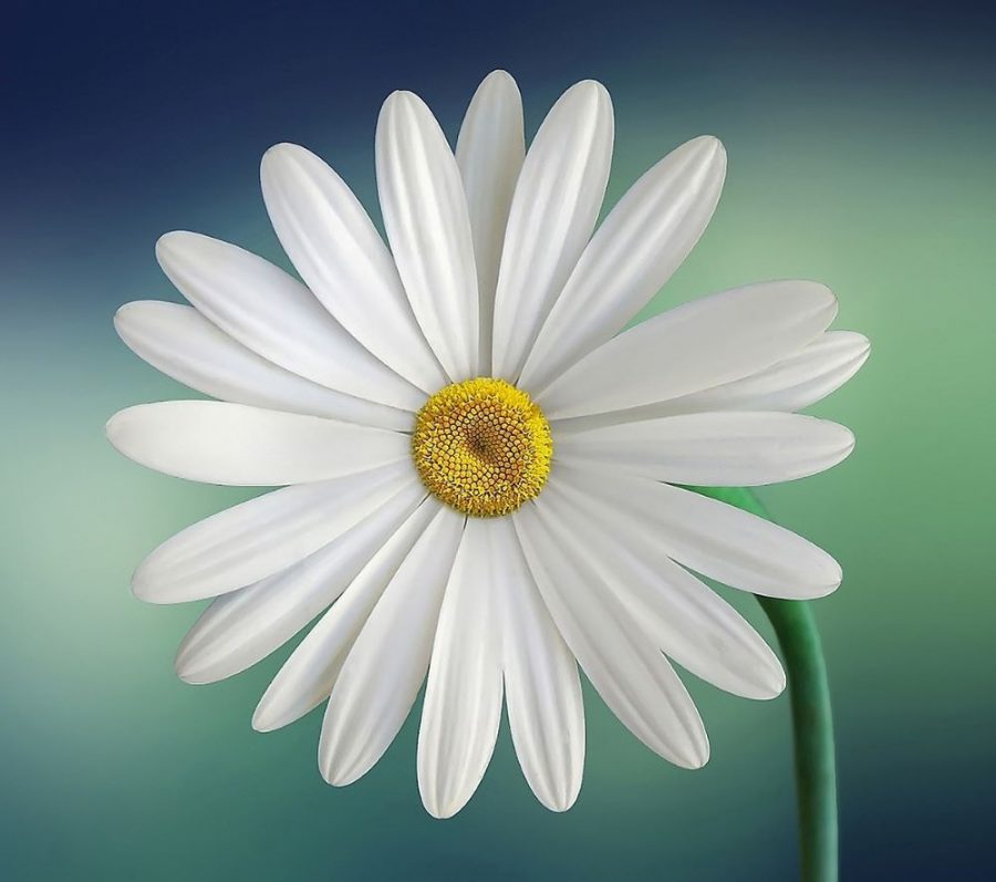 A perfect Daisy flower