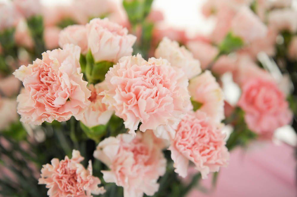 Pink Carnations and Breast Cancer