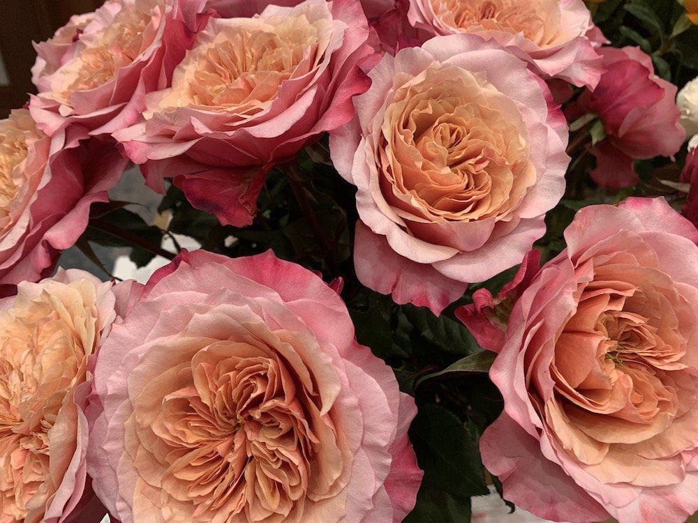Group of pink orange and red roses
