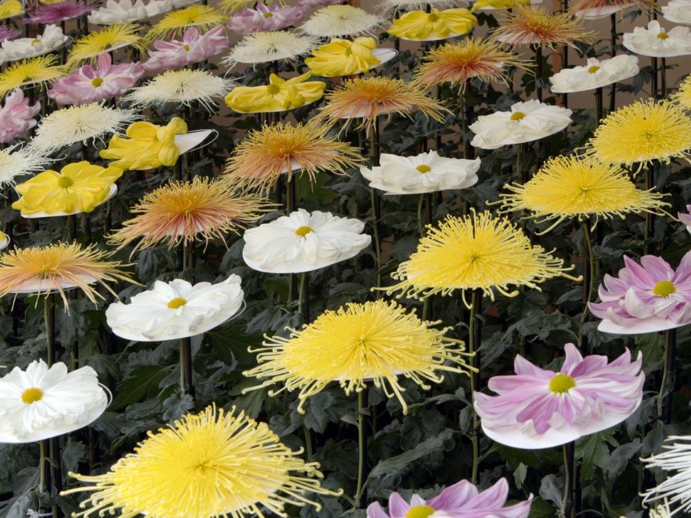 Cascades of chrysanthemums and exotic species