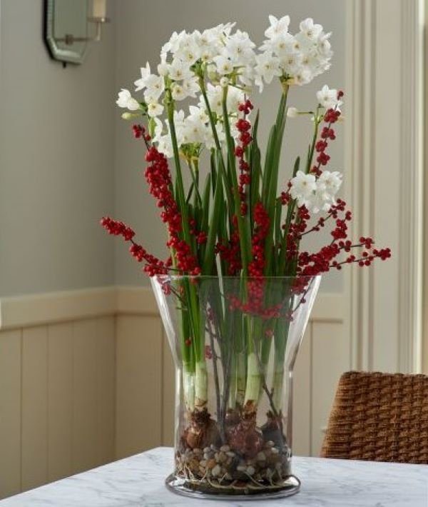 Paperwhites in a vase Holiday planting