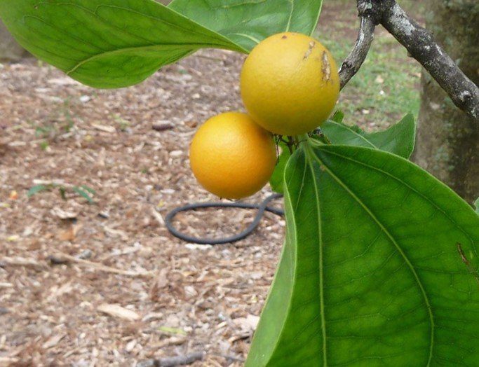 Yellow-orange fruit of the strychnine tree
