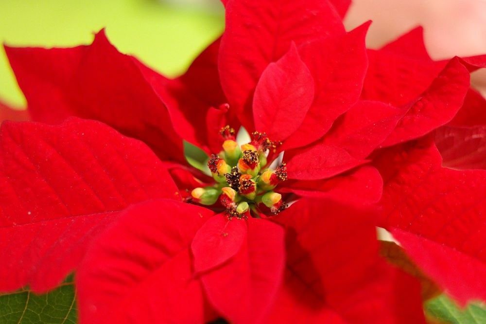 Nochebuena or the Secrets of the Poinsettia