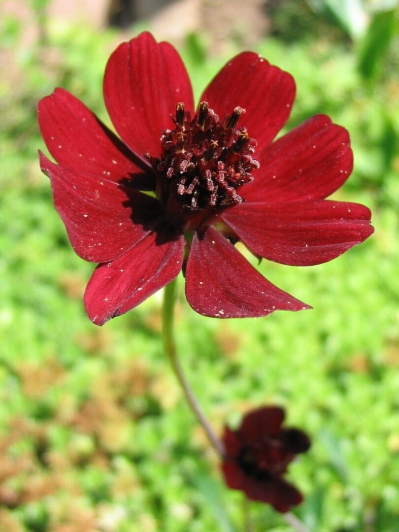 the chocolate cosmo flower