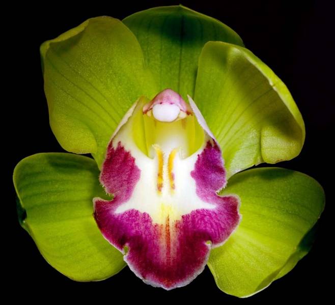 Shenzen-Nongke Orchid, most expensive plant ever sold 