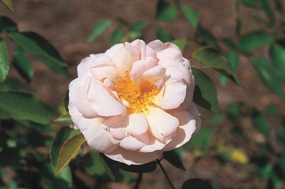 noisette rose