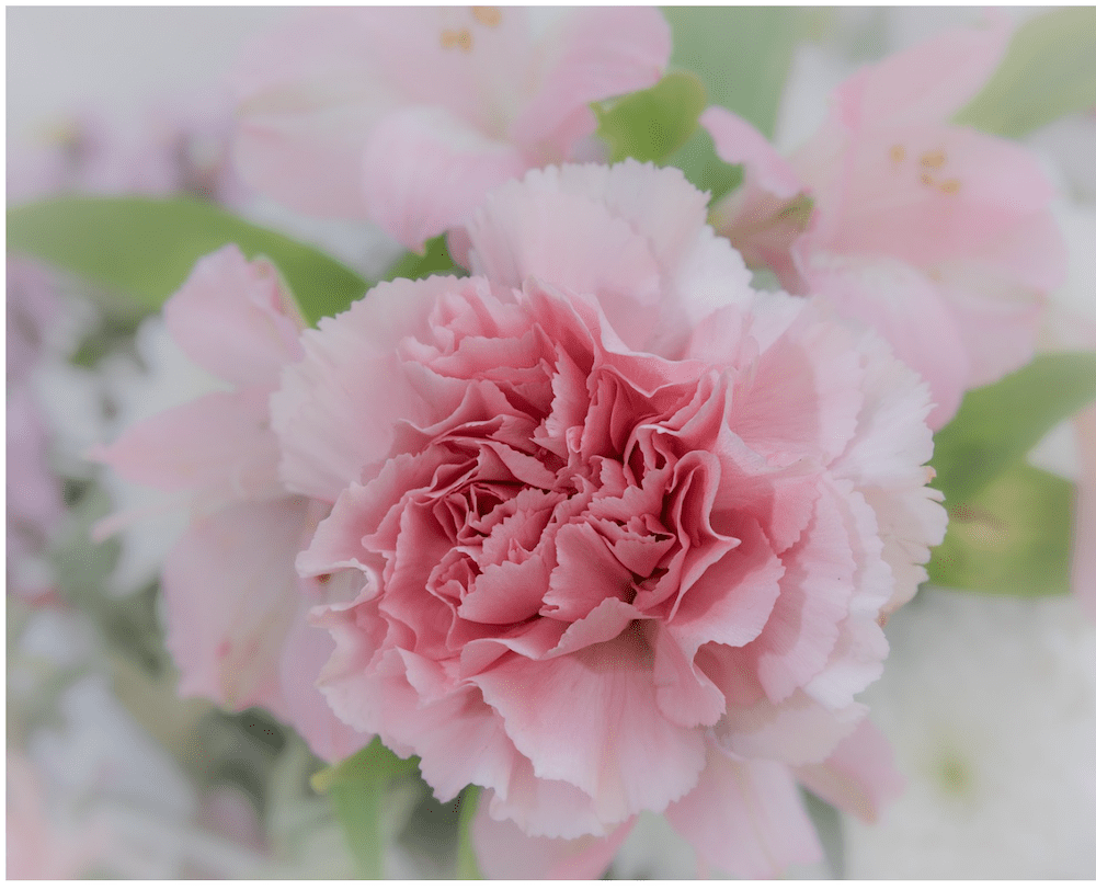 All You Need to Know About Carnation Meaning and Symbolism – April Flora