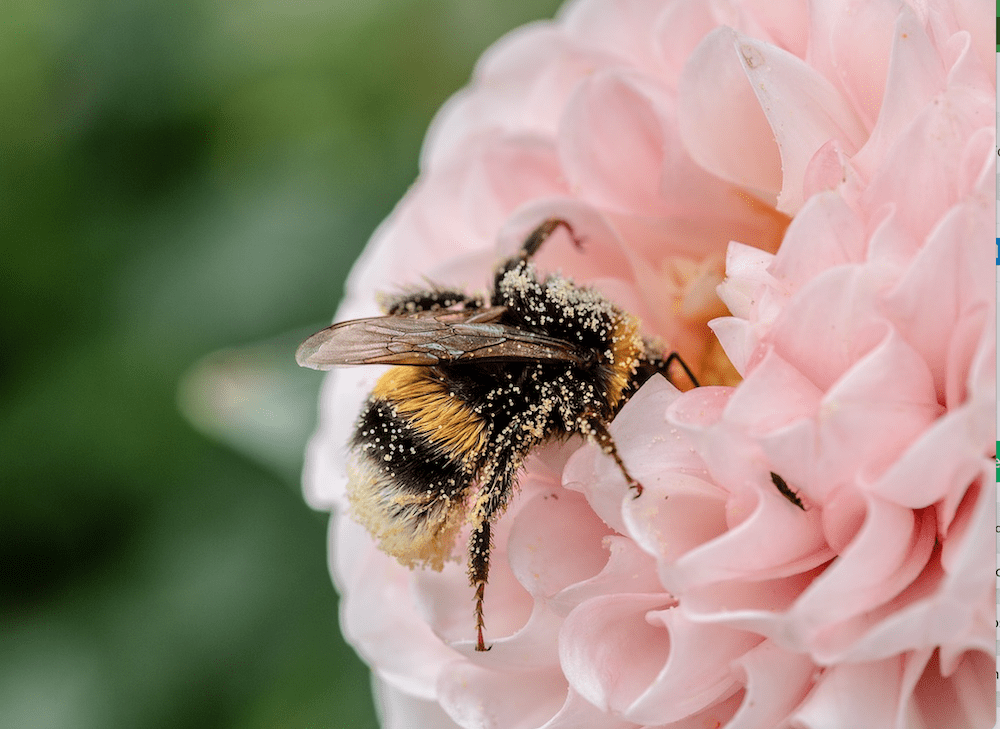 The American Bumblebee Population Has Dropped By 90% Within 20