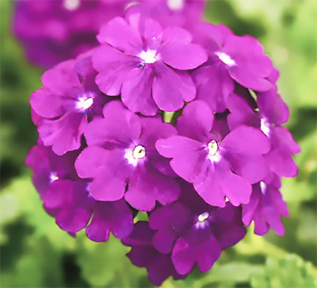 Firehouse Verbena Is A New Plant For 2019 Says Chris Beytes