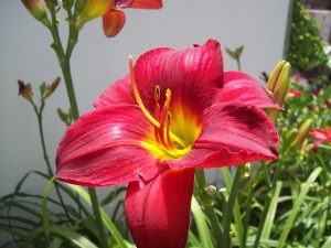 Beautiful Specimen Red Day Lily