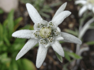 Edelweiss Flower Seduces