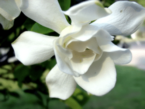 The Gardenia As A Seductive Flower