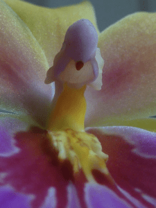 Closeup Of The Orchid Phallic Nature