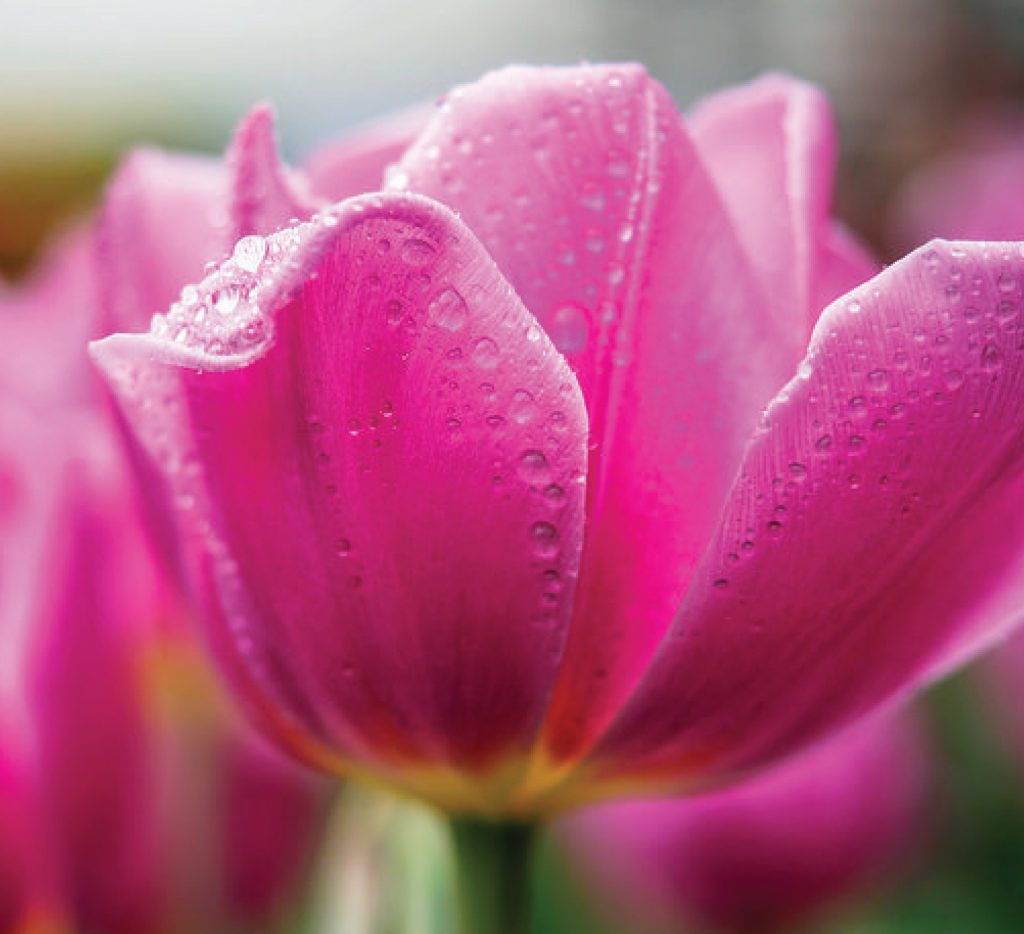 Those Holland Tulip Bulbs Could Be Dangerous To Your Health