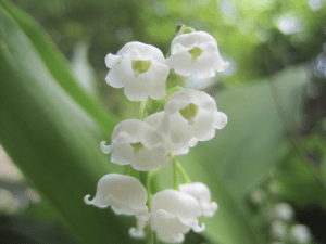 Lily Of The Valley Charms