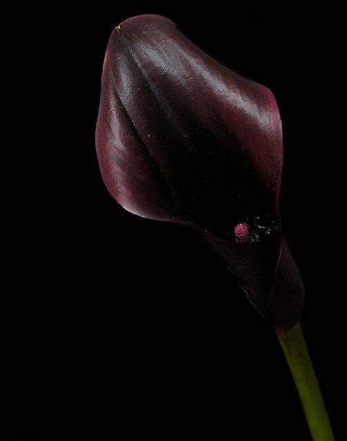 Black star calla lilies