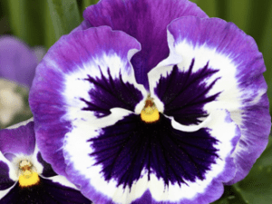 The Seductive Power Of The Pansy