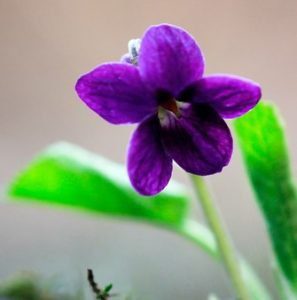 The Violet Odorata Seduces Us