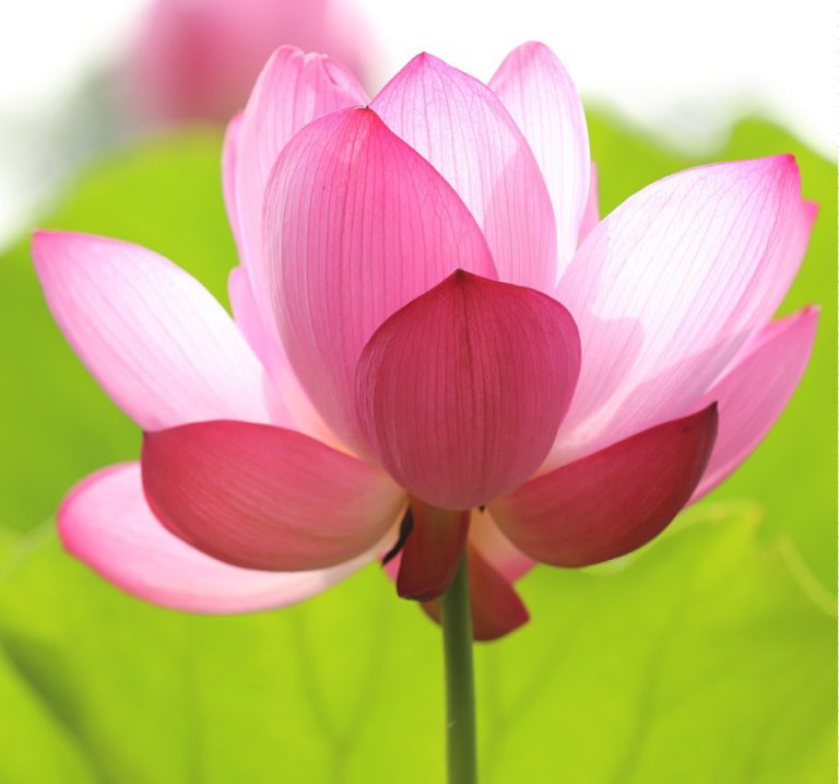 Lotus-Blossom | Flower Power Daily