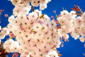 The late-blooming Mt. Fiji cherry tree