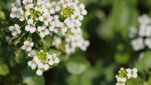 Watercress Flowers