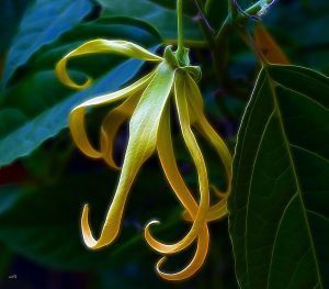 Fragrant Ylang - Ylang