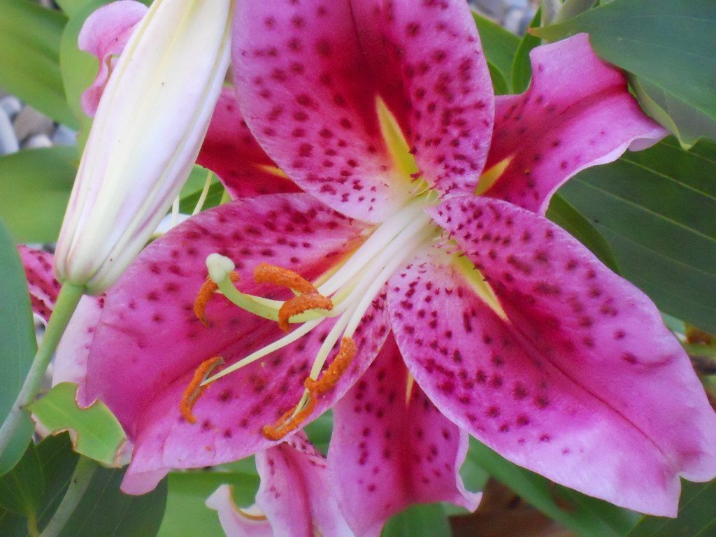 Fragrant Stargazer Lily | Flower Power Daily