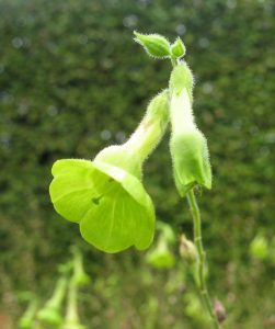 Fragrant Tabaksplant