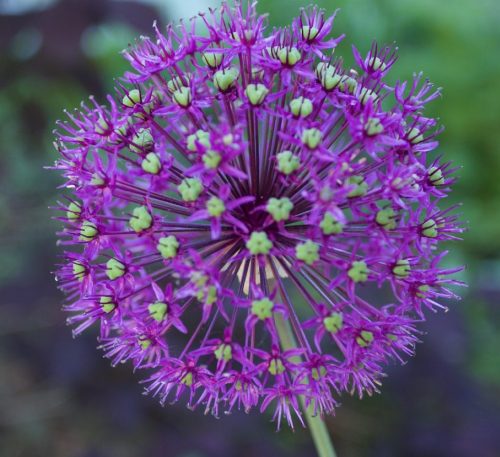 Allium-giganteum