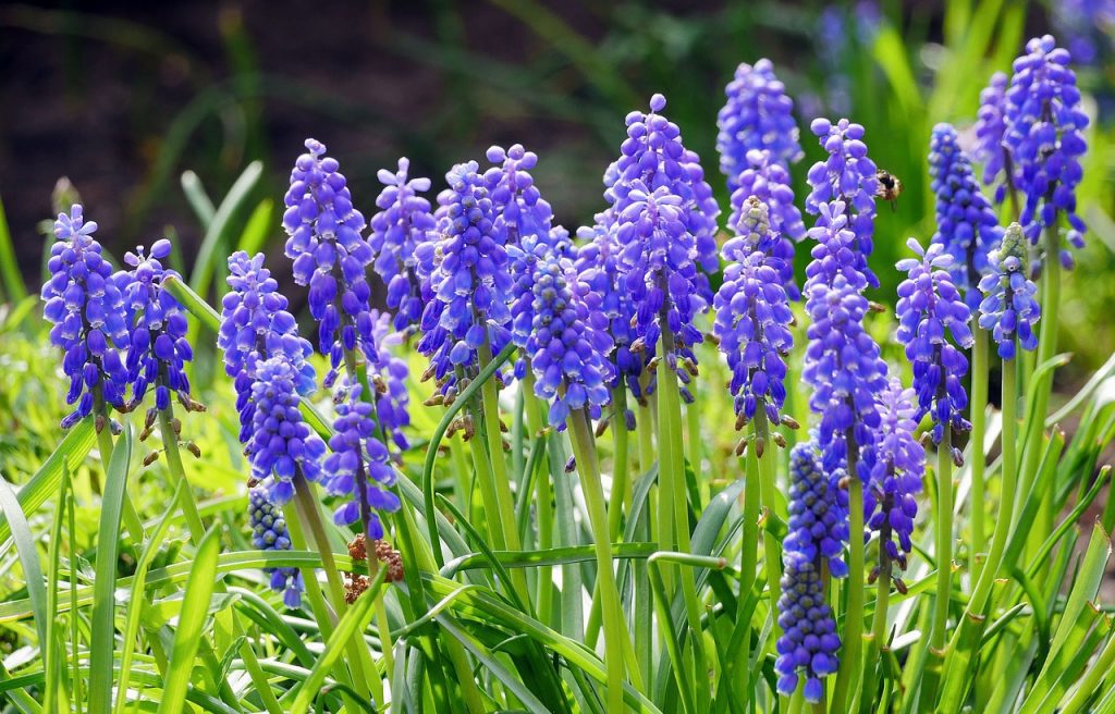 Grape-hyacinth | Flower Power Daily