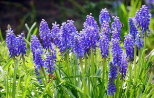 Grape-hyacinth