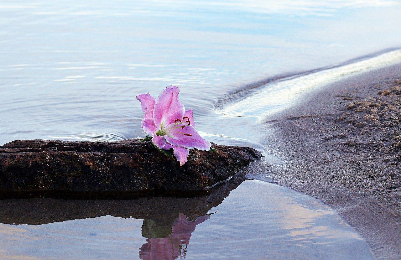 Lily Flower Blossom on Beach