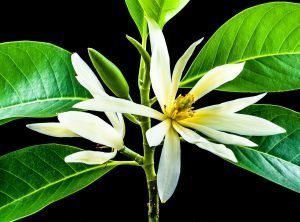 Fragrant Michelia Champaca