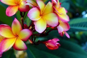 Fragrant Plumeria