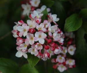 Fragrant Viburnum