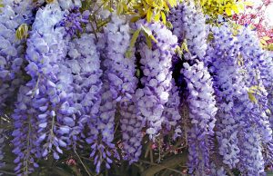 Fragrant Wisteria