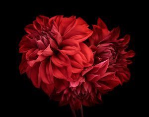 Three red dahlia flowers on a black background.