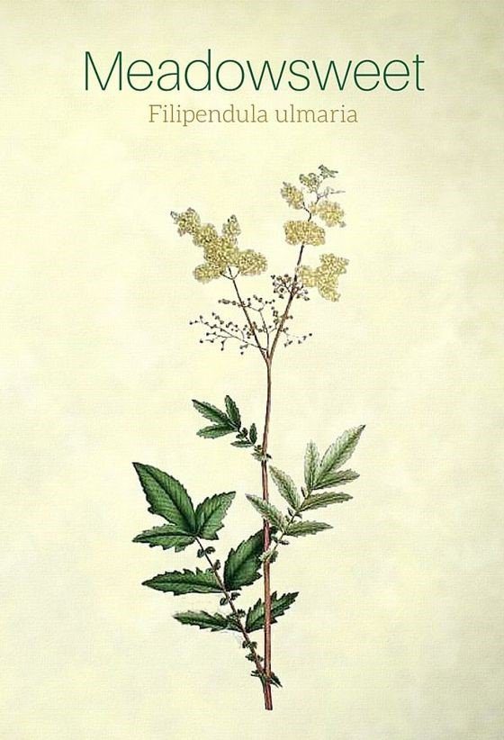 Filipendula Ulmaria Meadowsweet