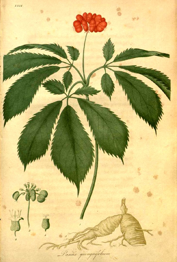 Panax Quinquefolia Ginseng