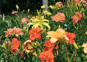 Day lilies in bloom in a garden.