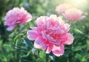 Pink peonies blooming in a garden with sunlight.