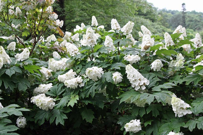 Hydrangeas How to Plant, Grow, and Prune Hydrangea Shrubs