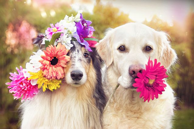 Dogs with Flowers in Honor of National Dog Day